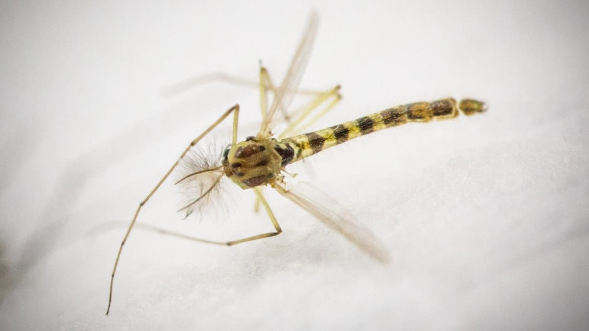 Комар полосатый желтый