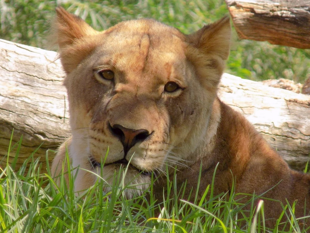 Львы дерутся