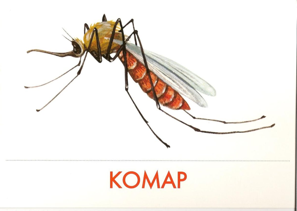 Паук Аргиопа Брюнниха Крымская
