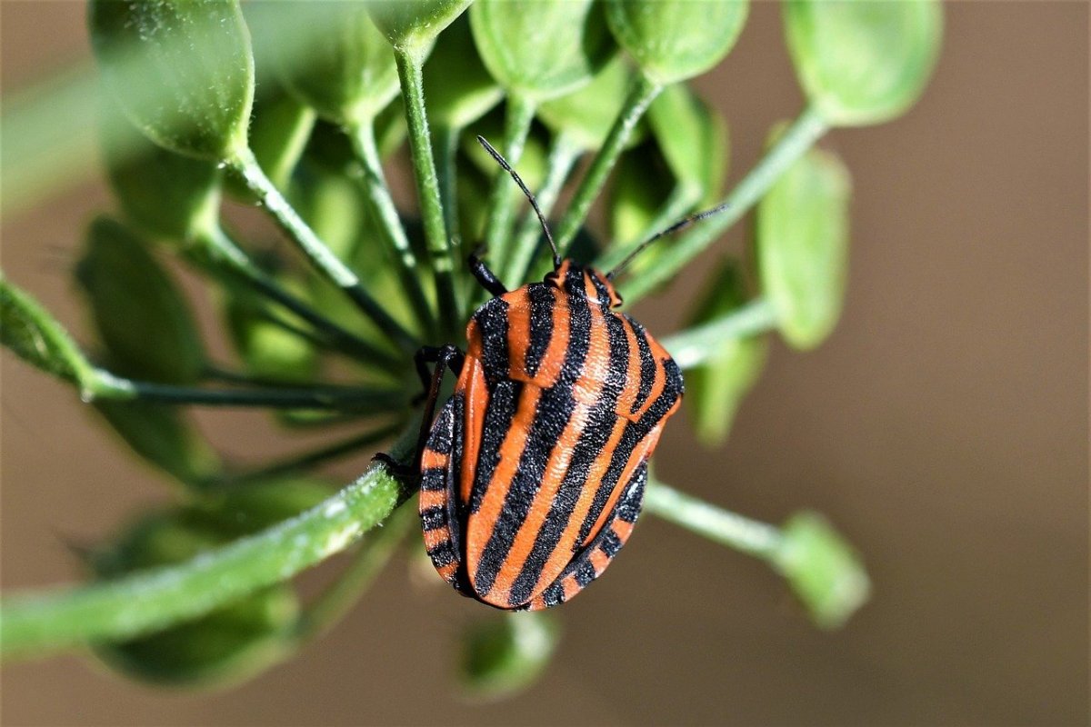Зигзагообразная паутина