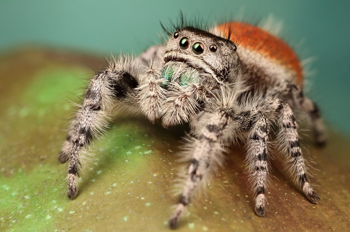 Осовидная Муха