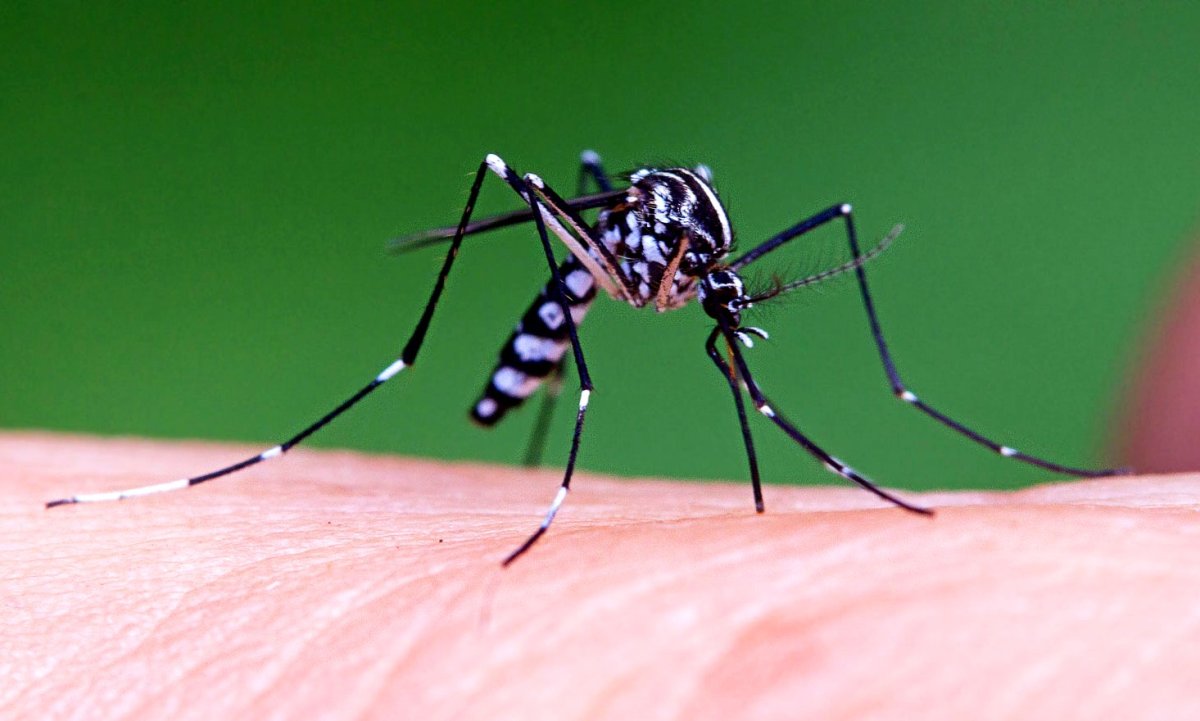 Равнинная Зебра Зигги