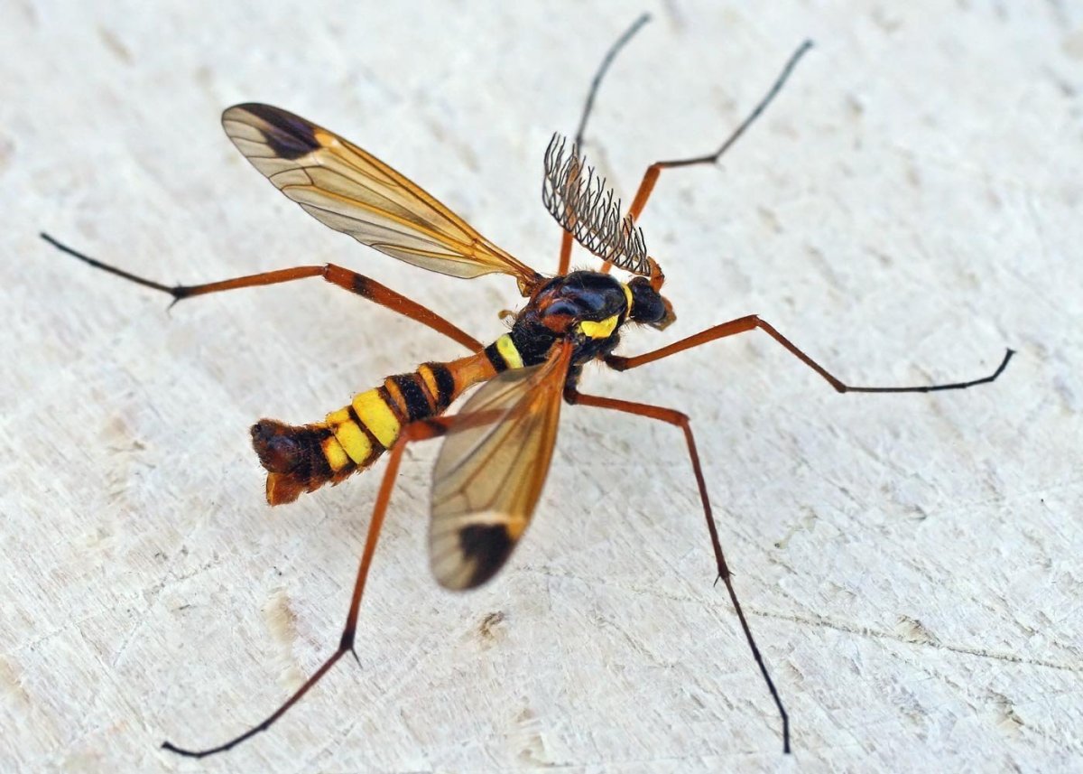 Мушка насекомое