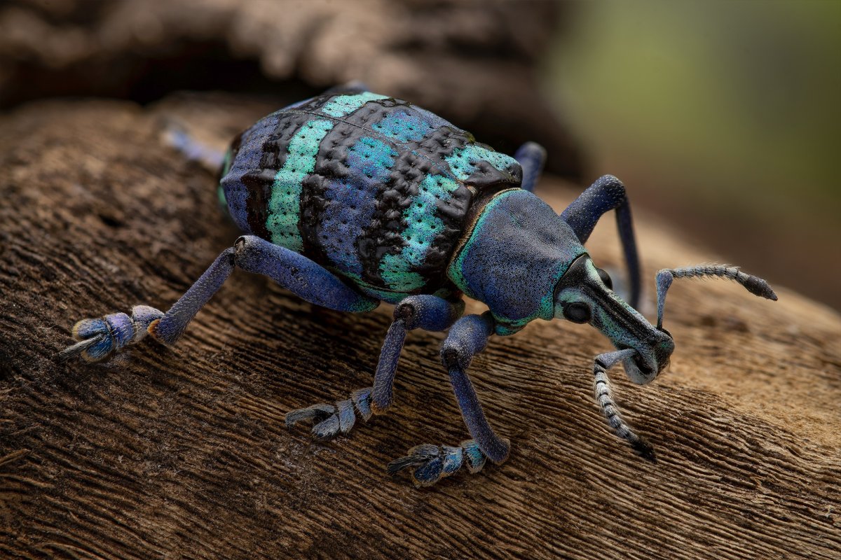 Щитник полосатый