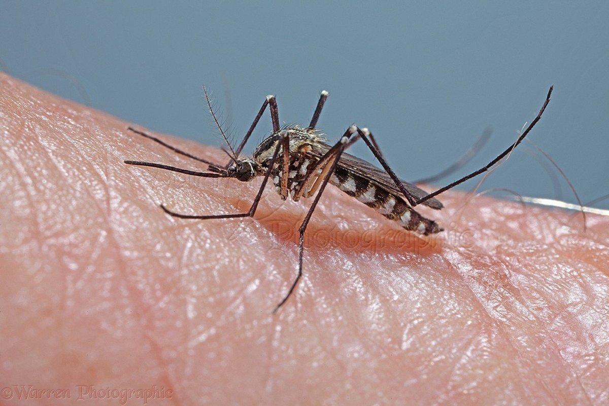 Полосатый комар в России