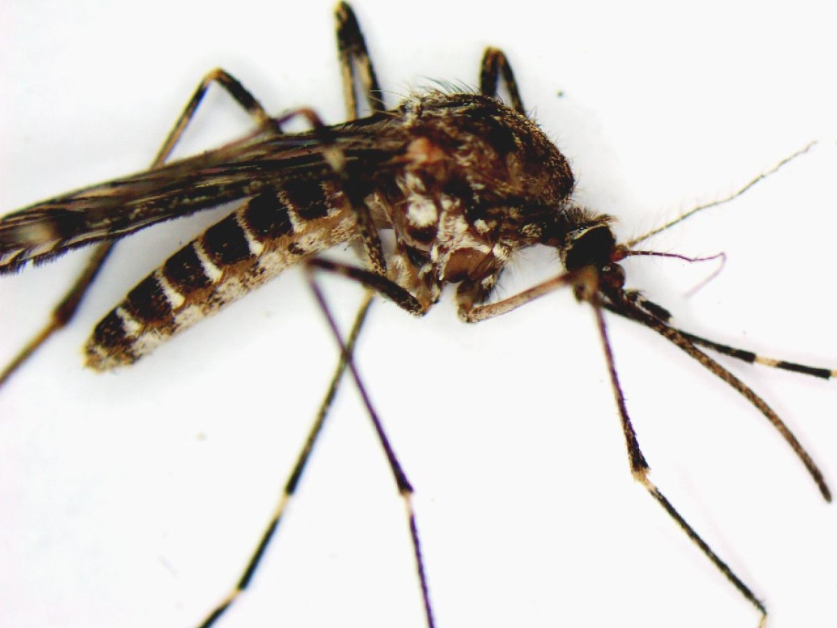 Укус Стрекозы