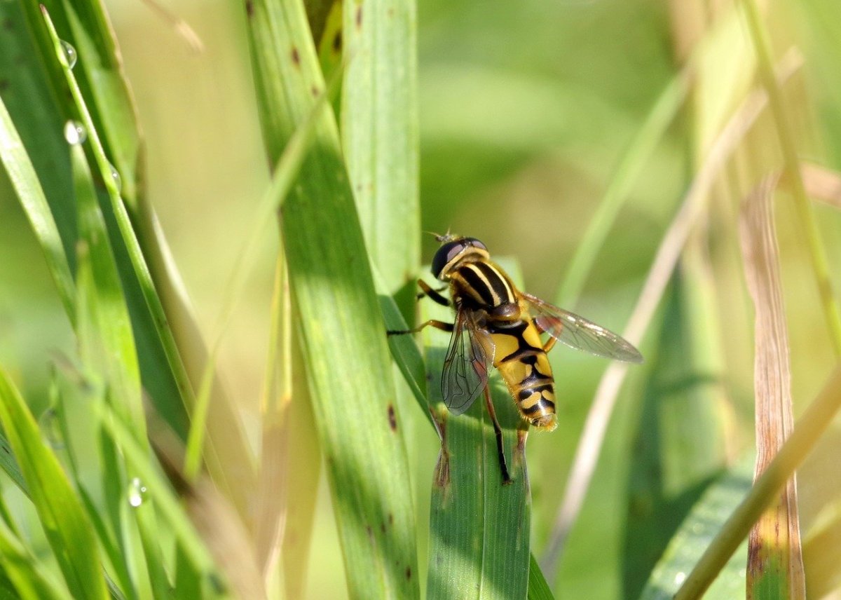 Жук журчалка