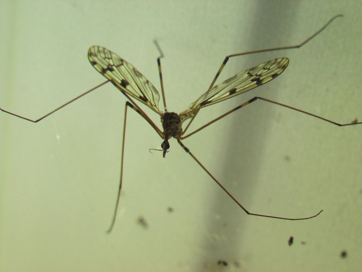 Тропический комар