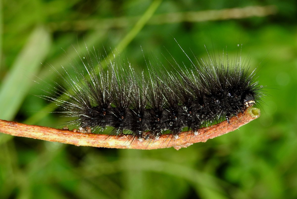 Гусеница мохнатка ядовитая