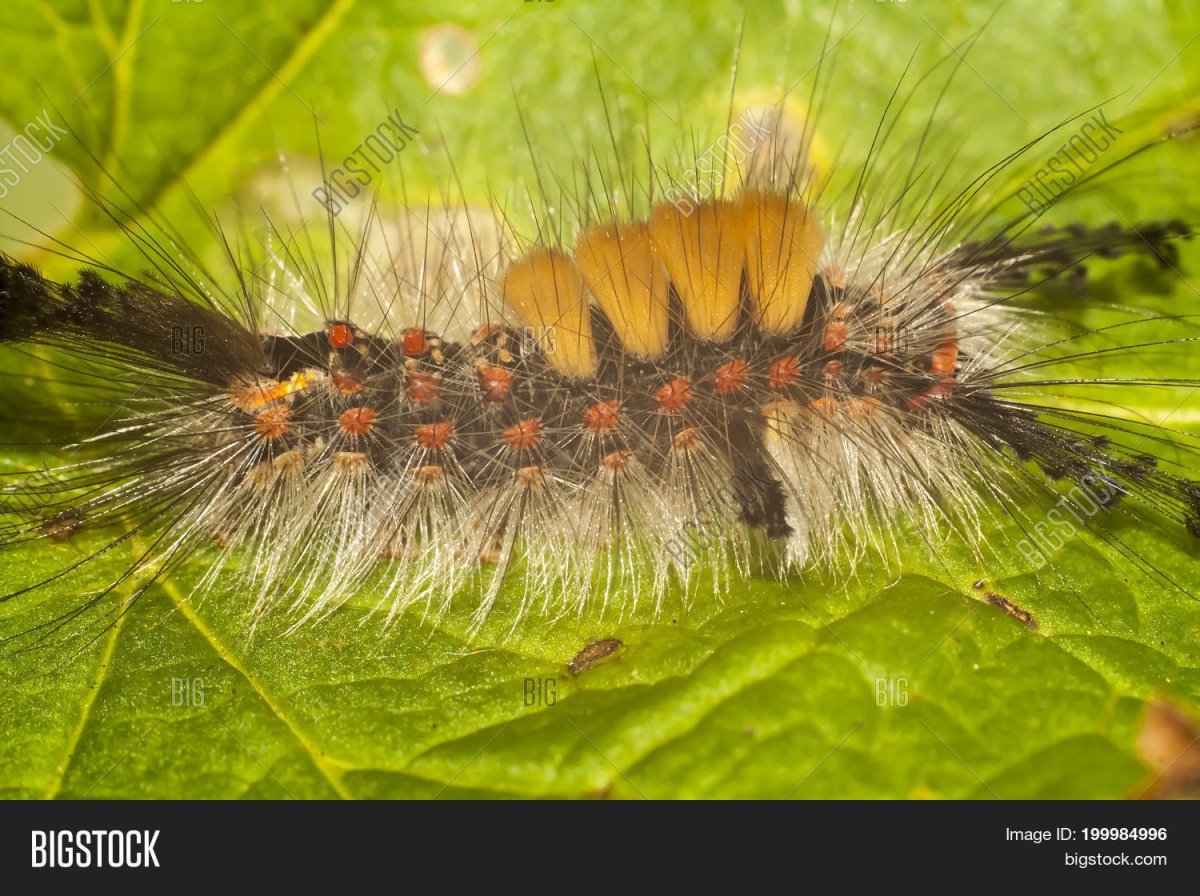 Гусеница мохнатая Лесная