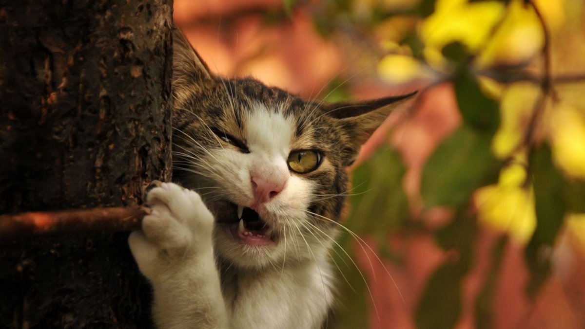 Прикольные коты