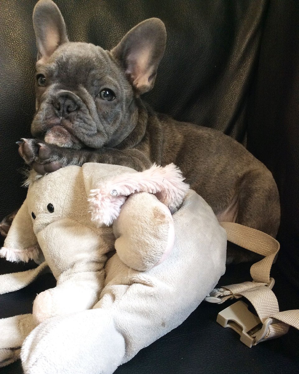 Французский бульдог bluenji