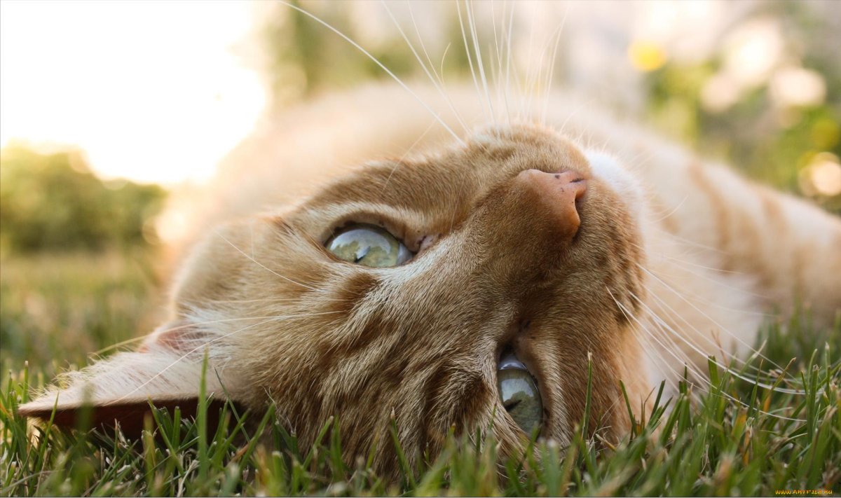 Обои на рабочий стол кошки лето