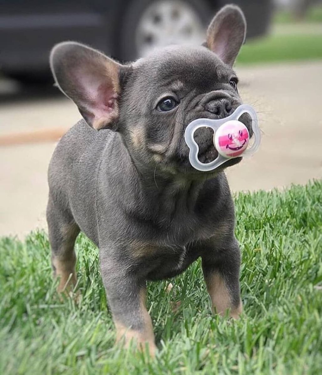 Французики щенки