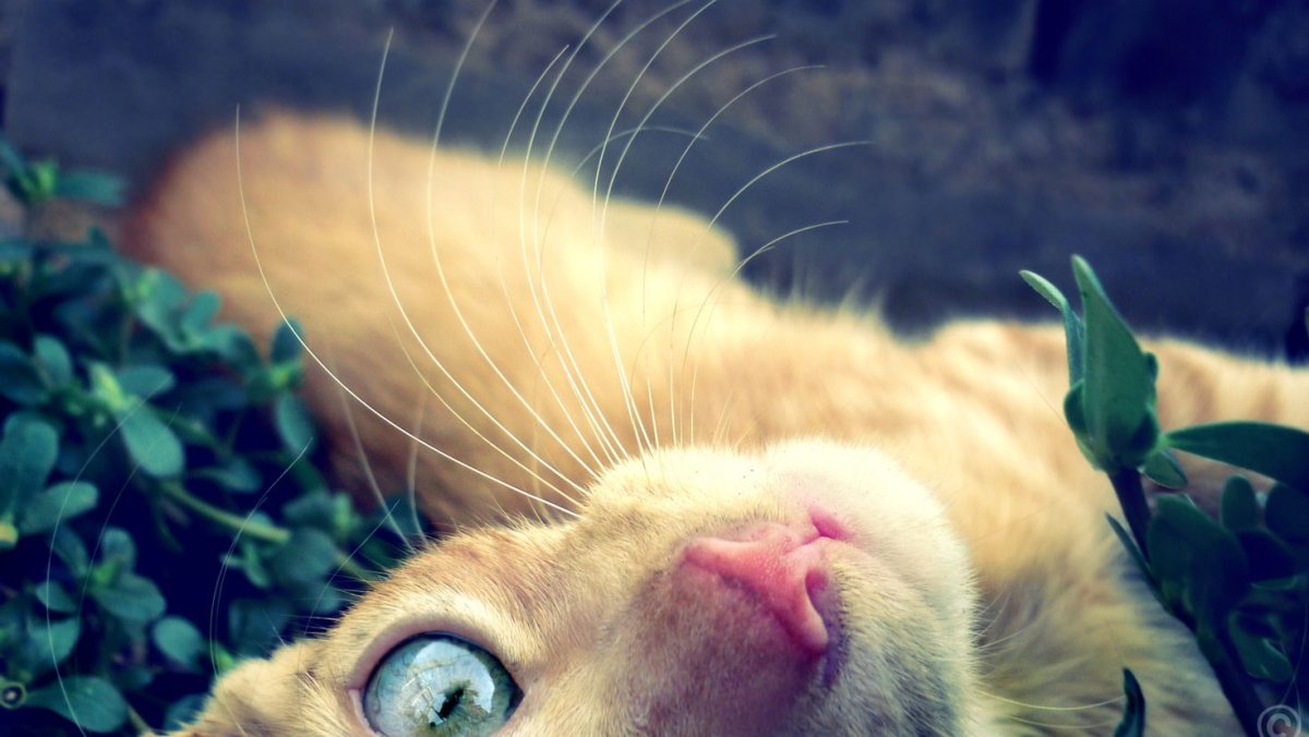 Веселые кошки