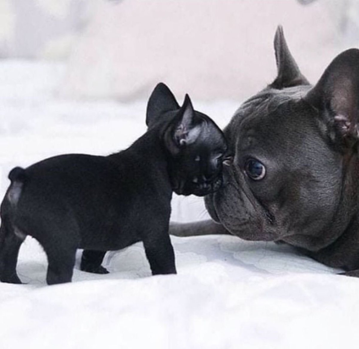 Черно подпалый французский бульдог