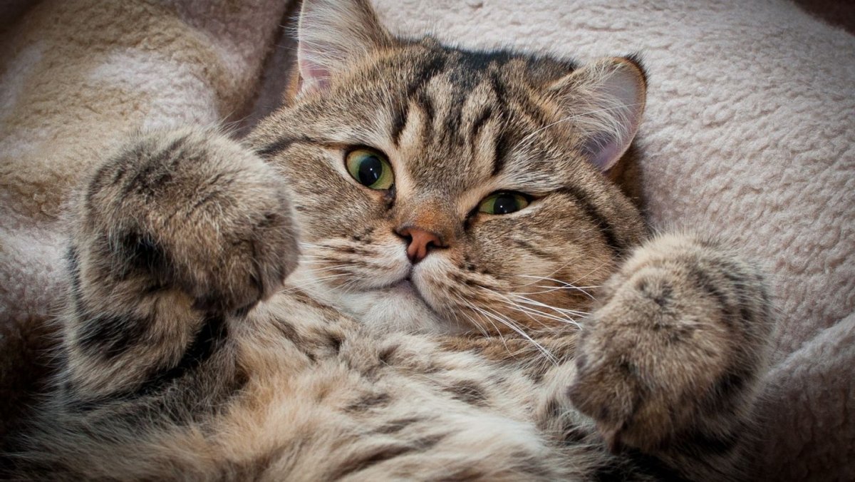 Фото котиков