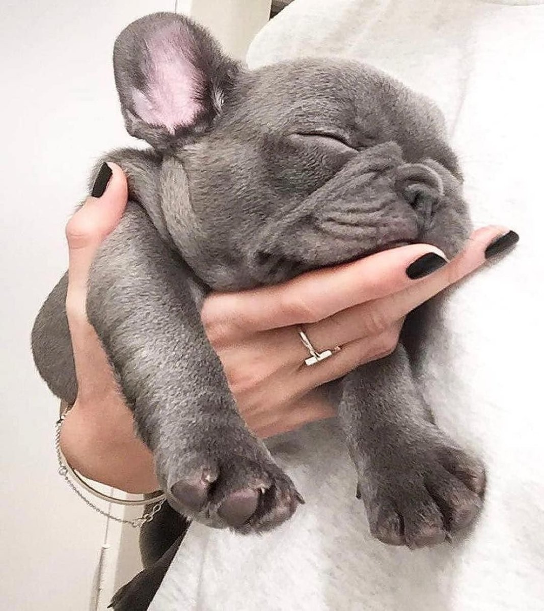 Французский бульдог голубой чистокровный