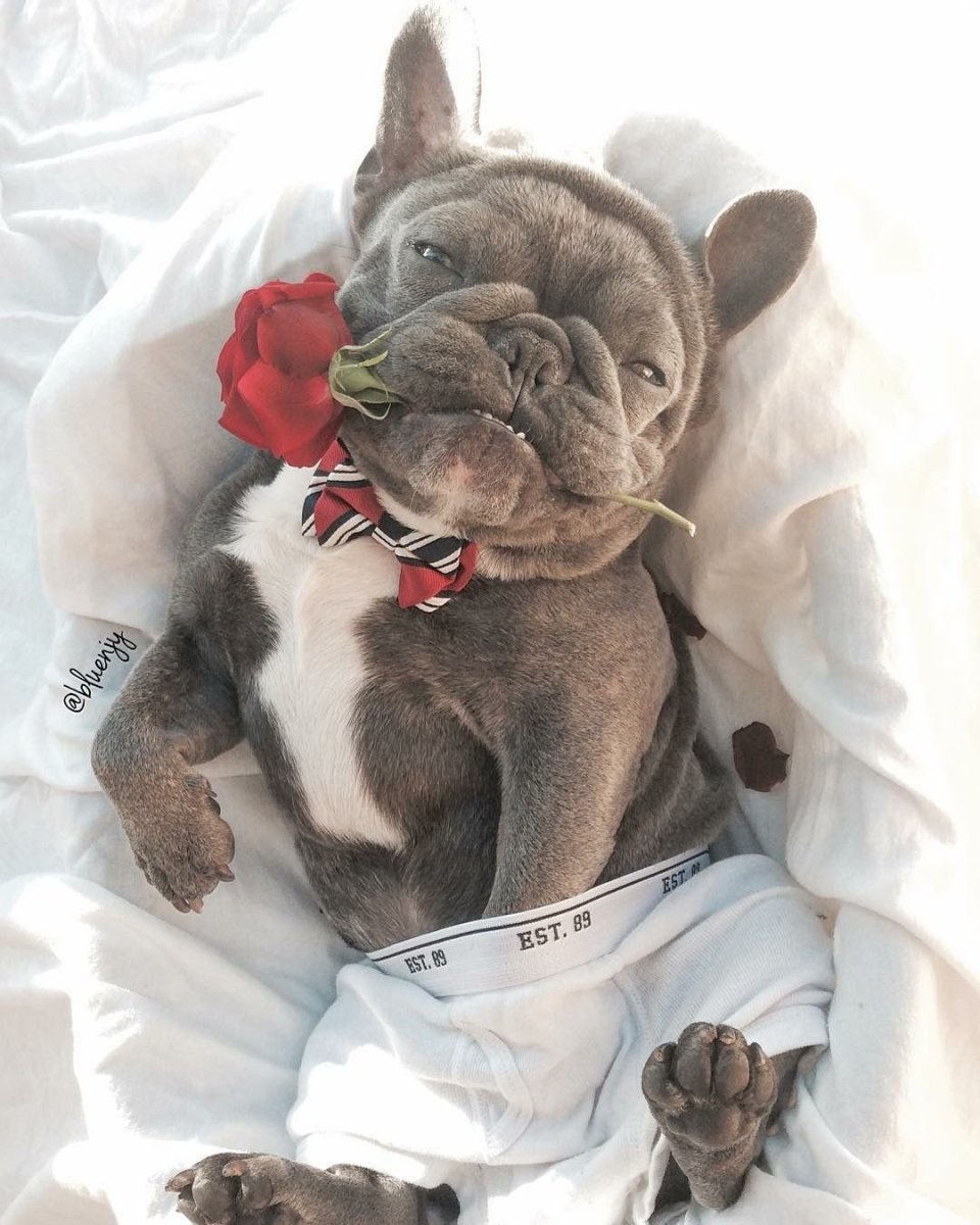 Доброе утро французский бульдог