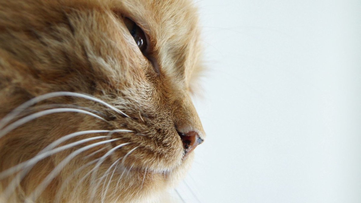 Рыжий кот в профиль