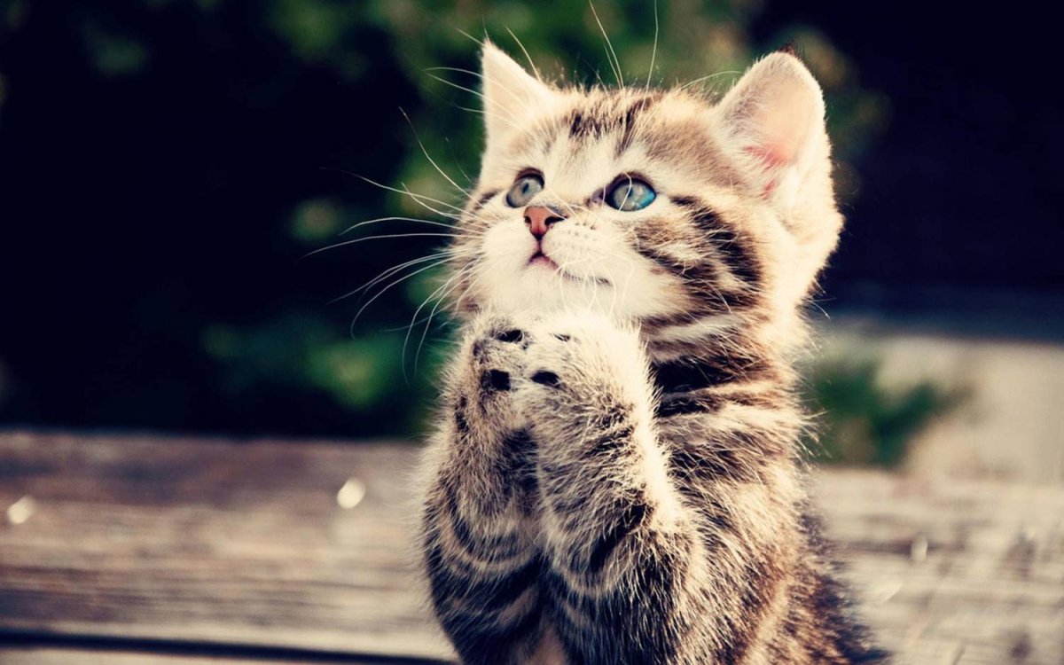 Умоляющий котенок