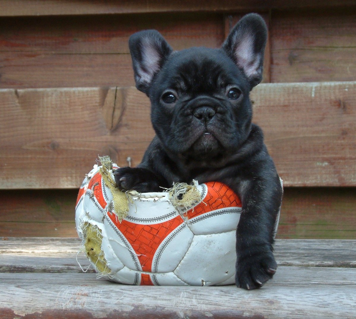 Французский бульдог окрас темный Солид