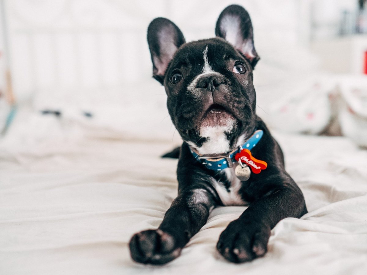 Французский бульдог мраморный