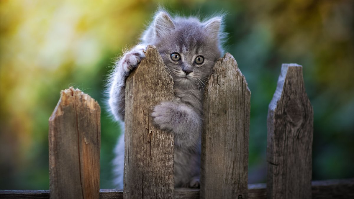 Любопытный котенок