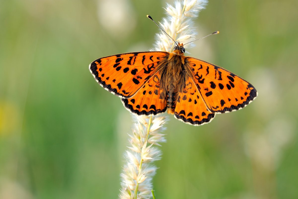 Бабочки в живой природе