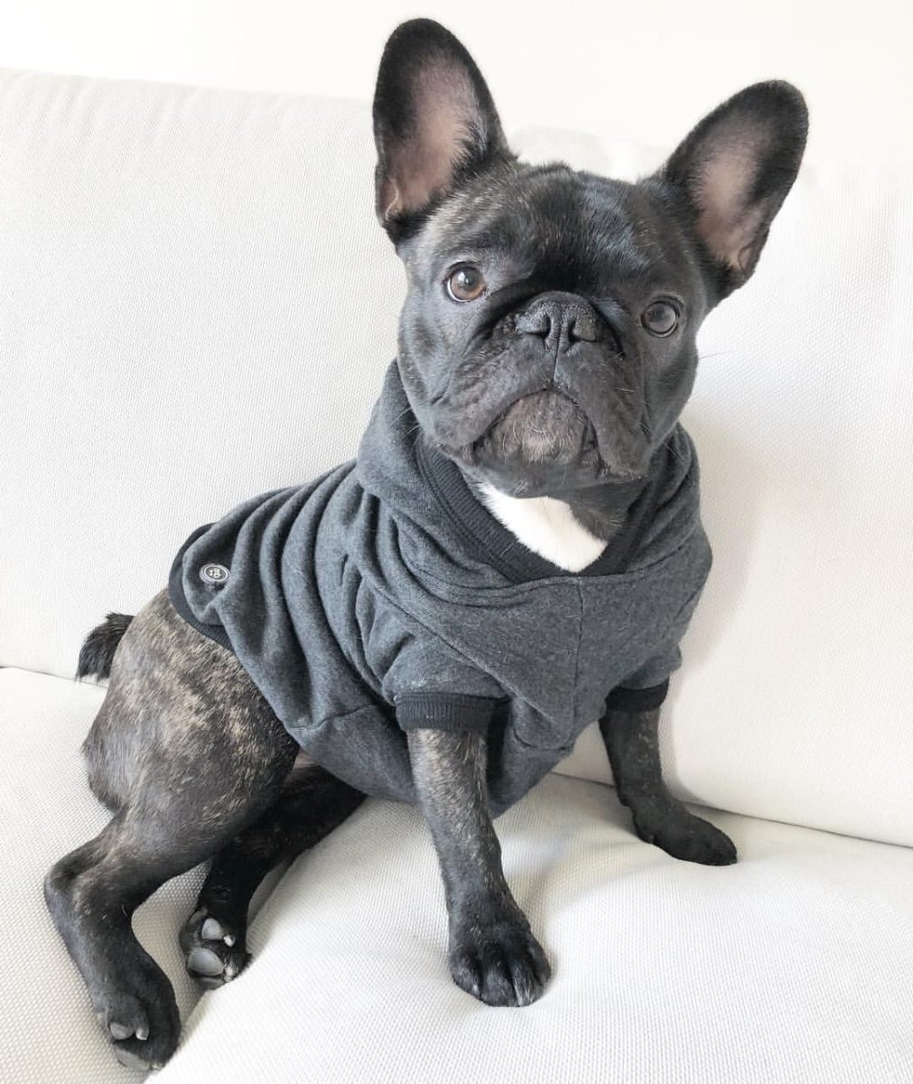 BOGACHO французский бульдог