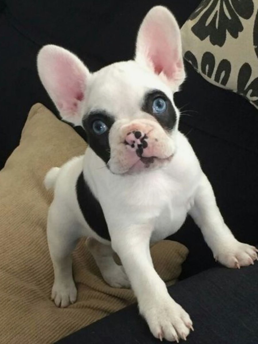 Французский бульдог разноглазый