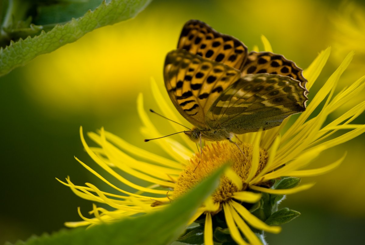 Бабочка на желтом цветке