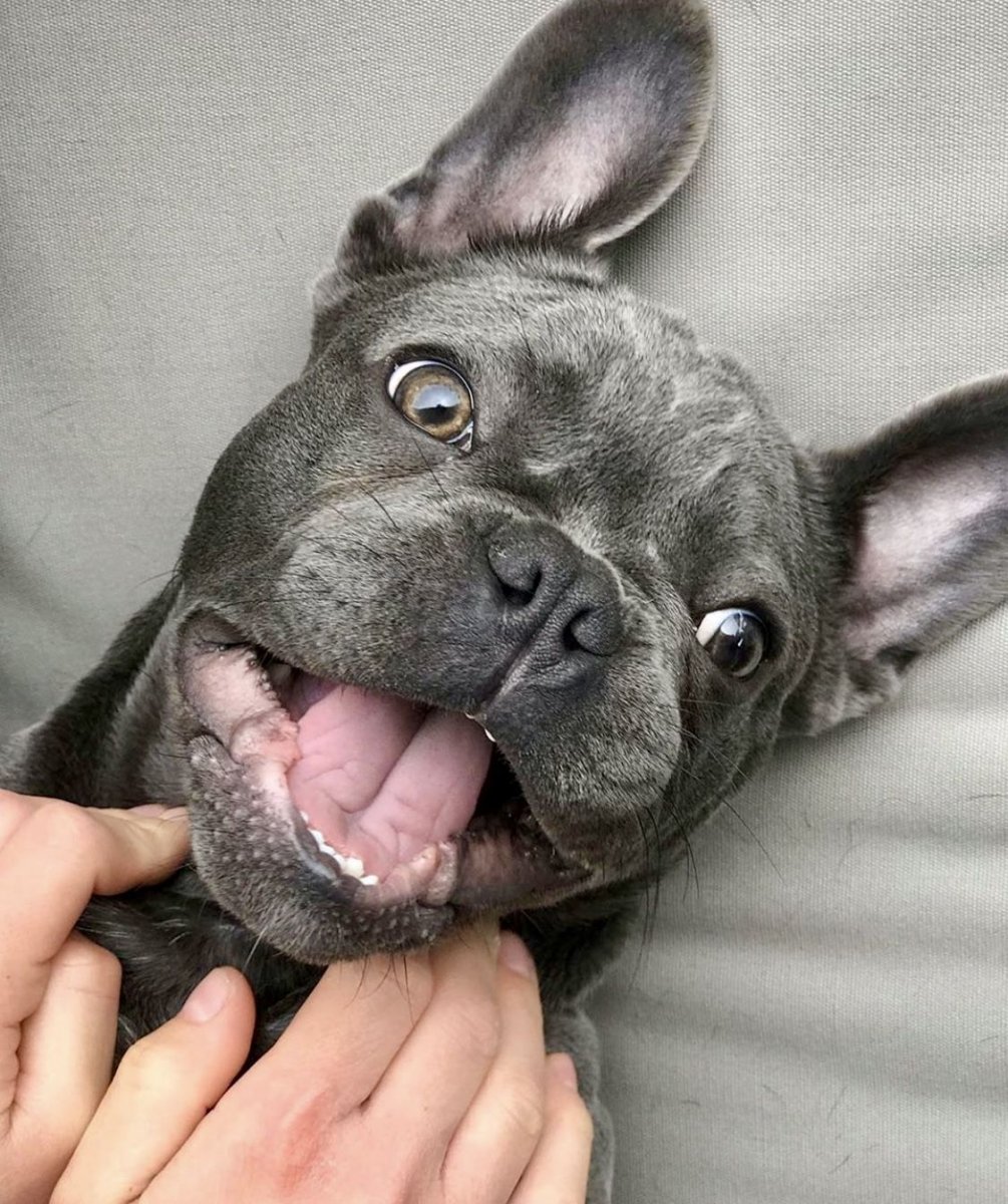 Французский бульдог пепельный