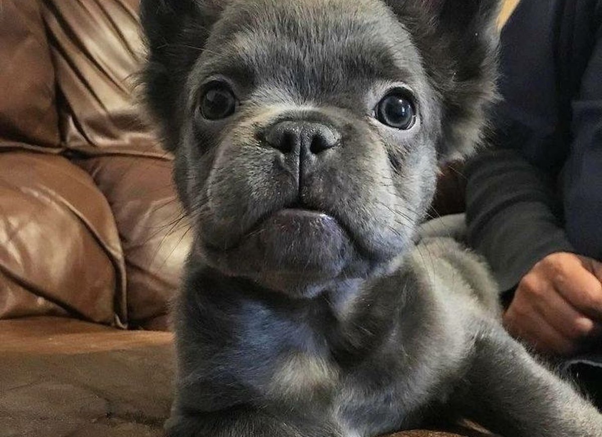 Флаффи французский бульдог