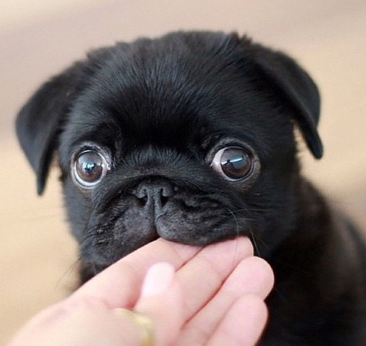 Мопс чёрный щенок