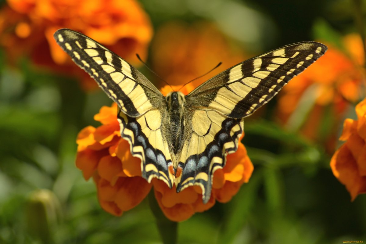 Бабочка сидит на столе
