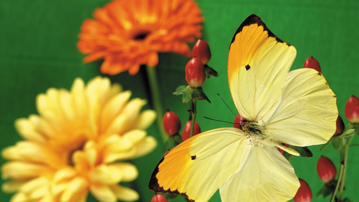 Красивые желтые бабочки