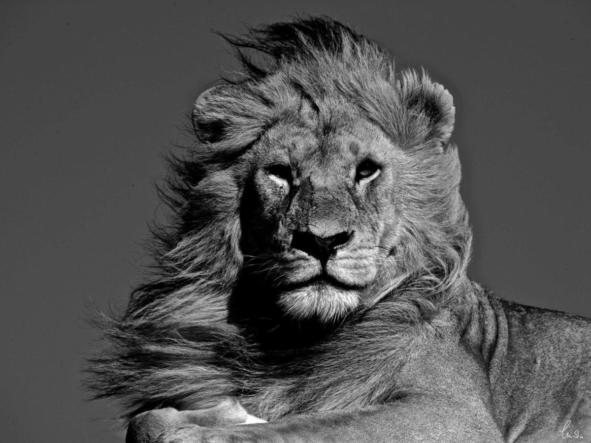 Лев альбинос и чёрный Лев