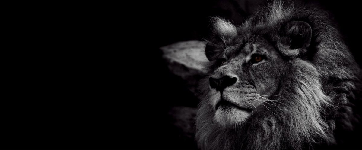 Картинки на рабочий стол Лев черно белый