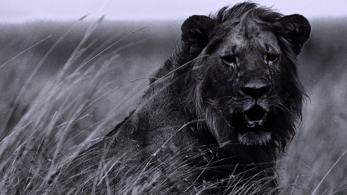 Картинки на рабочий стол Лев