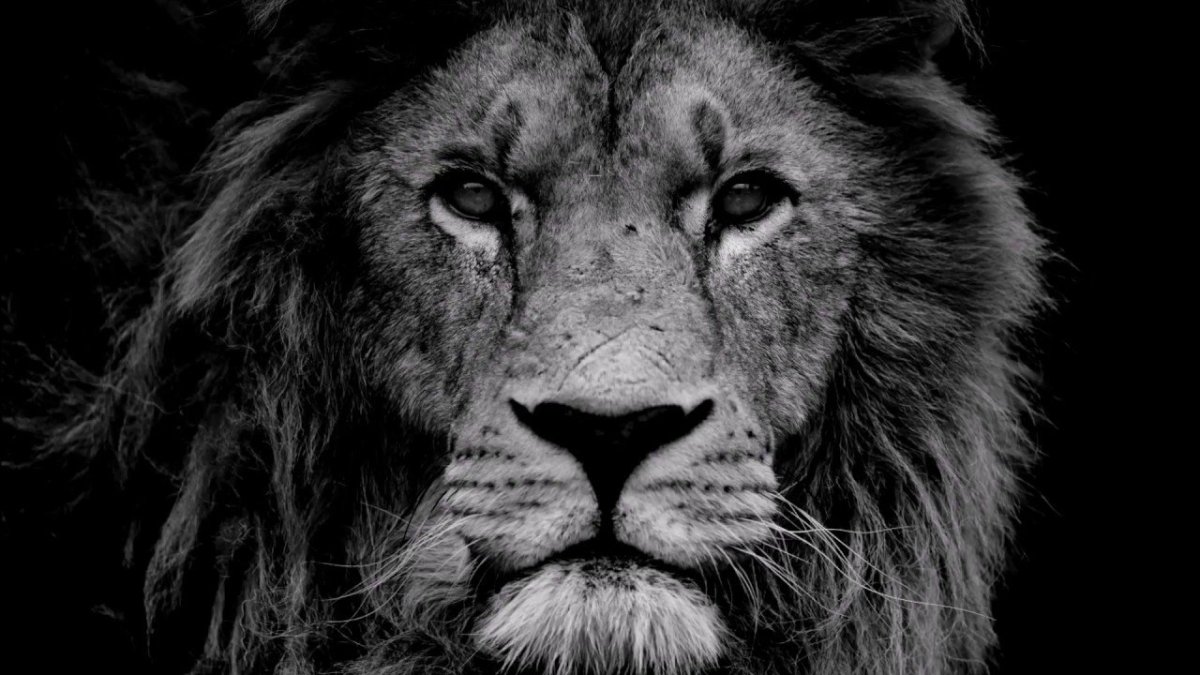 Обои на рабочий стол Лев