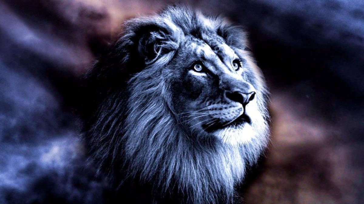 Обложки для фейсбука львы