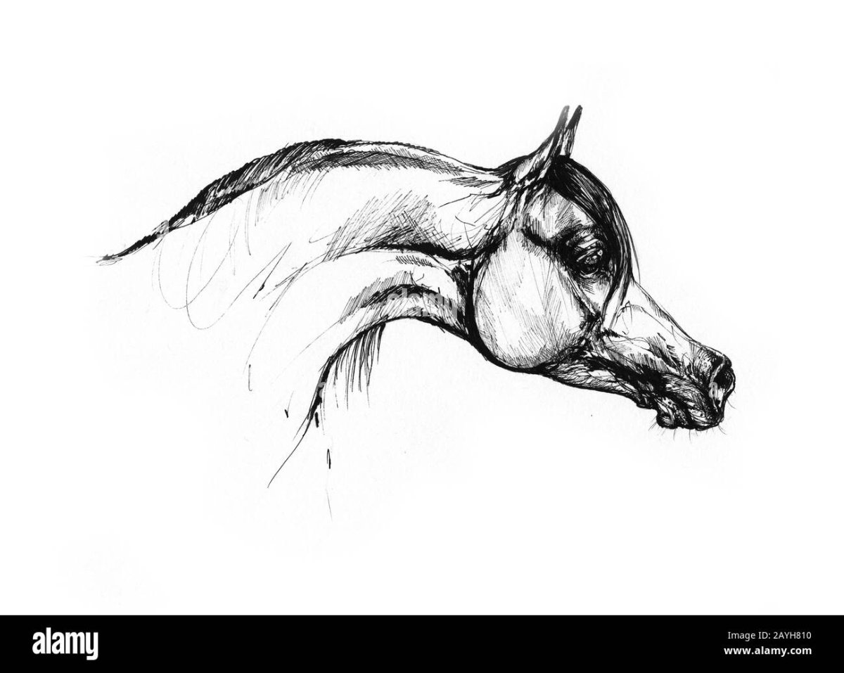 Лошадь акварелью