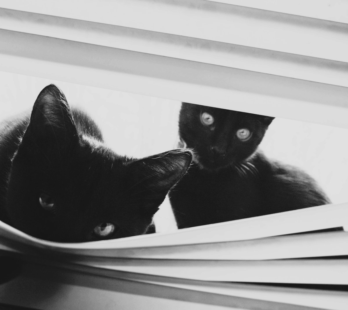 Черно белый кот Эстетика