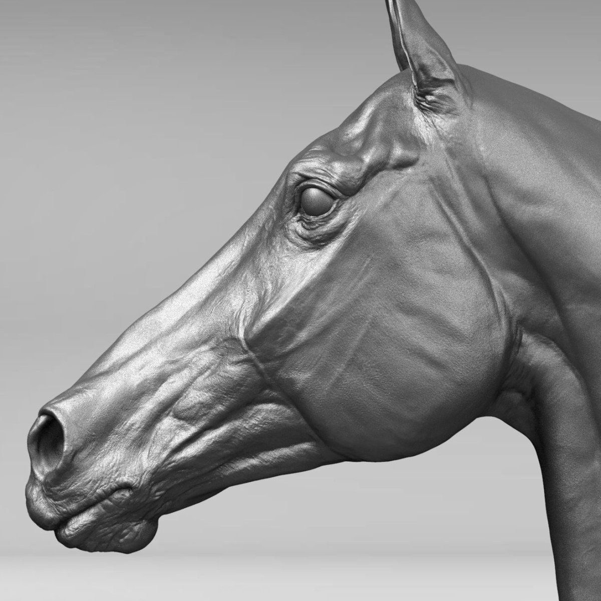 Лошадь фото