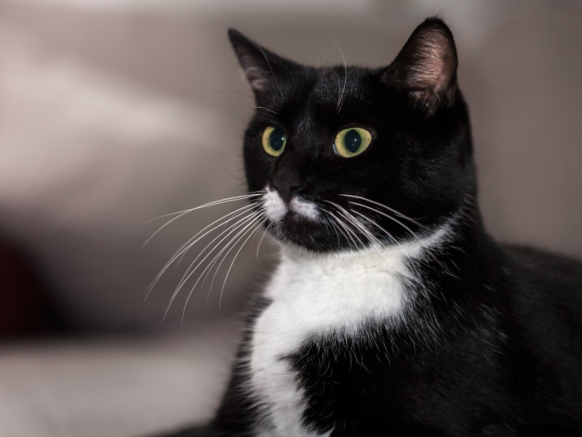 Чёрная кошка с белой грудкой и лапками