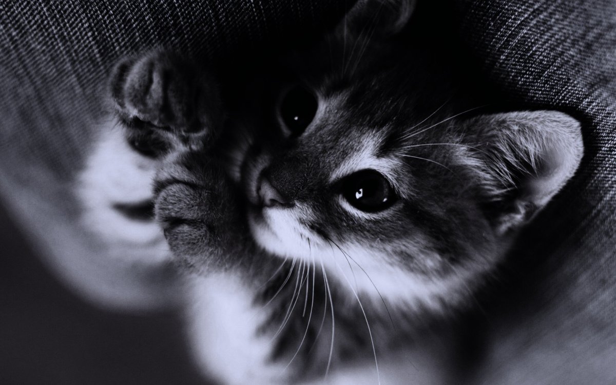 Милые котики