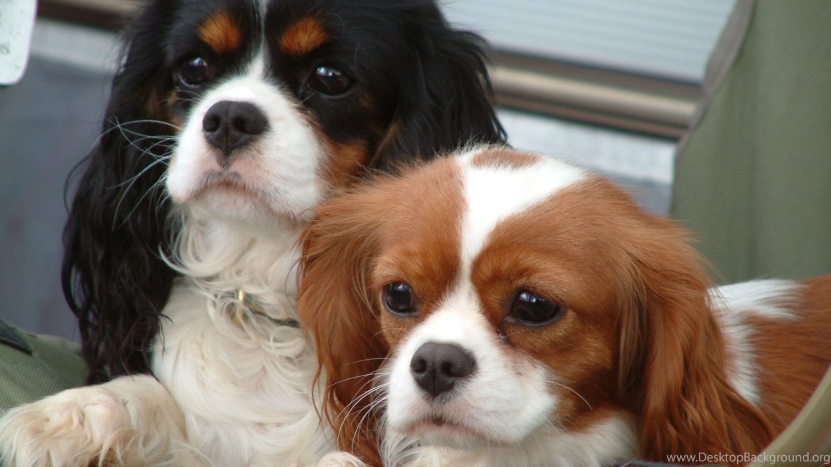 Королев Кинг Чарльз спаниель Триколор