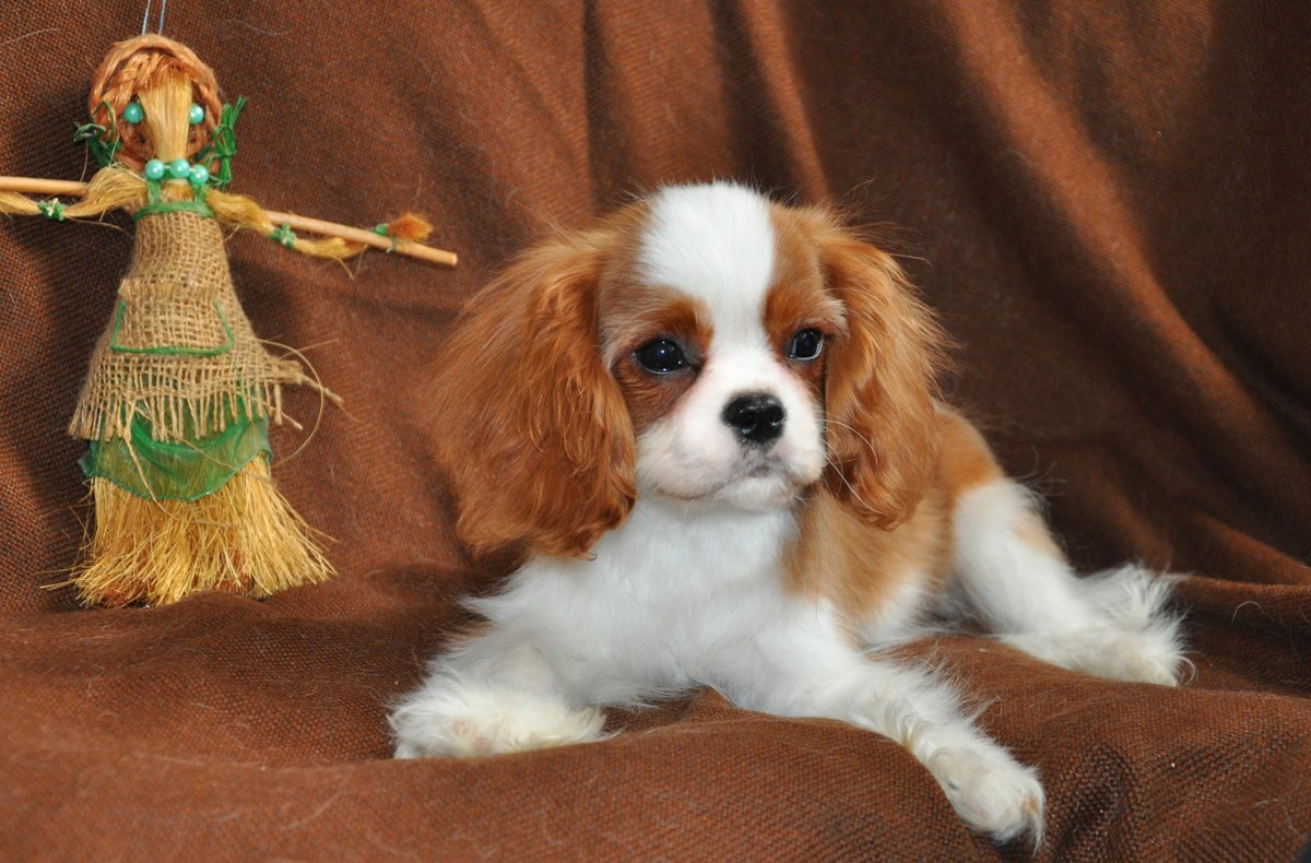 Кокер спаниель кавалер Кинг Чарльз