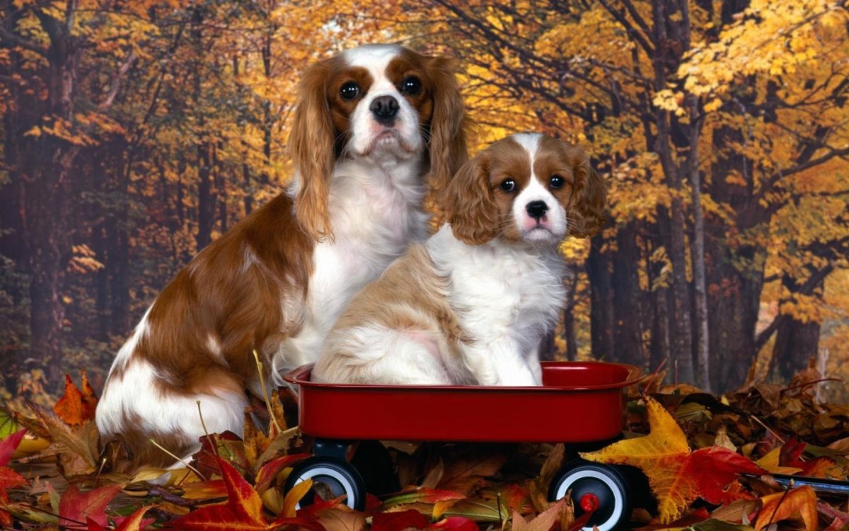 Кавалер Кинг Чарльз спаниель